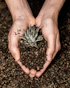 a person holding a plant in their hands