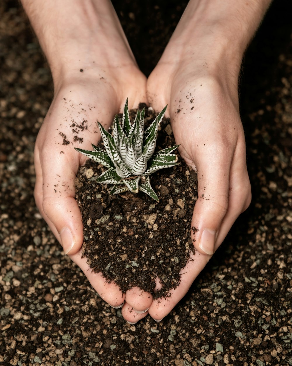 a person holding a plant in their hands