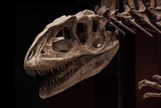 A dinosaur skull with large eye sockets and sharp teeth is mounted on display. The fossil is brownish-grey in color and exhibits intricate bone structures and details, visible in a dimly lit setting.