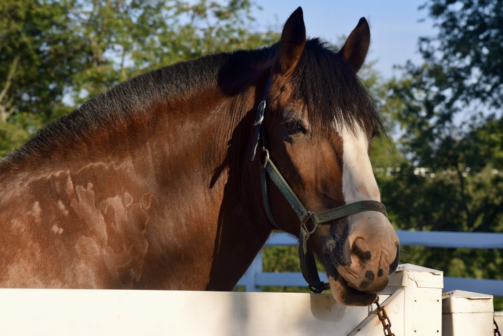 a brown and white horse standing next to a white fence