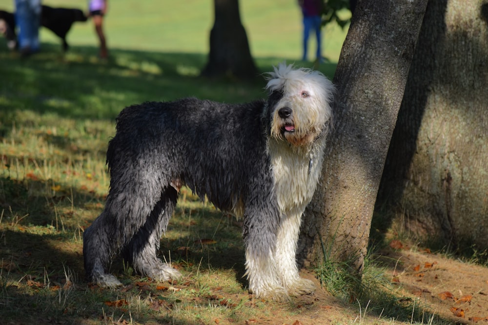 a black and white dog standing next to a tree