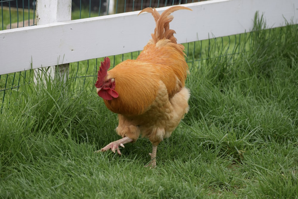 a chicken is standing in the grass near a fence