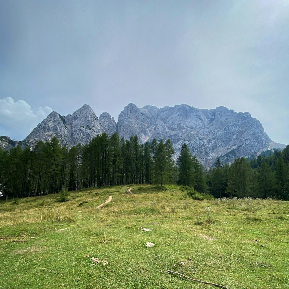 a grassy field with trees and mountains in the background