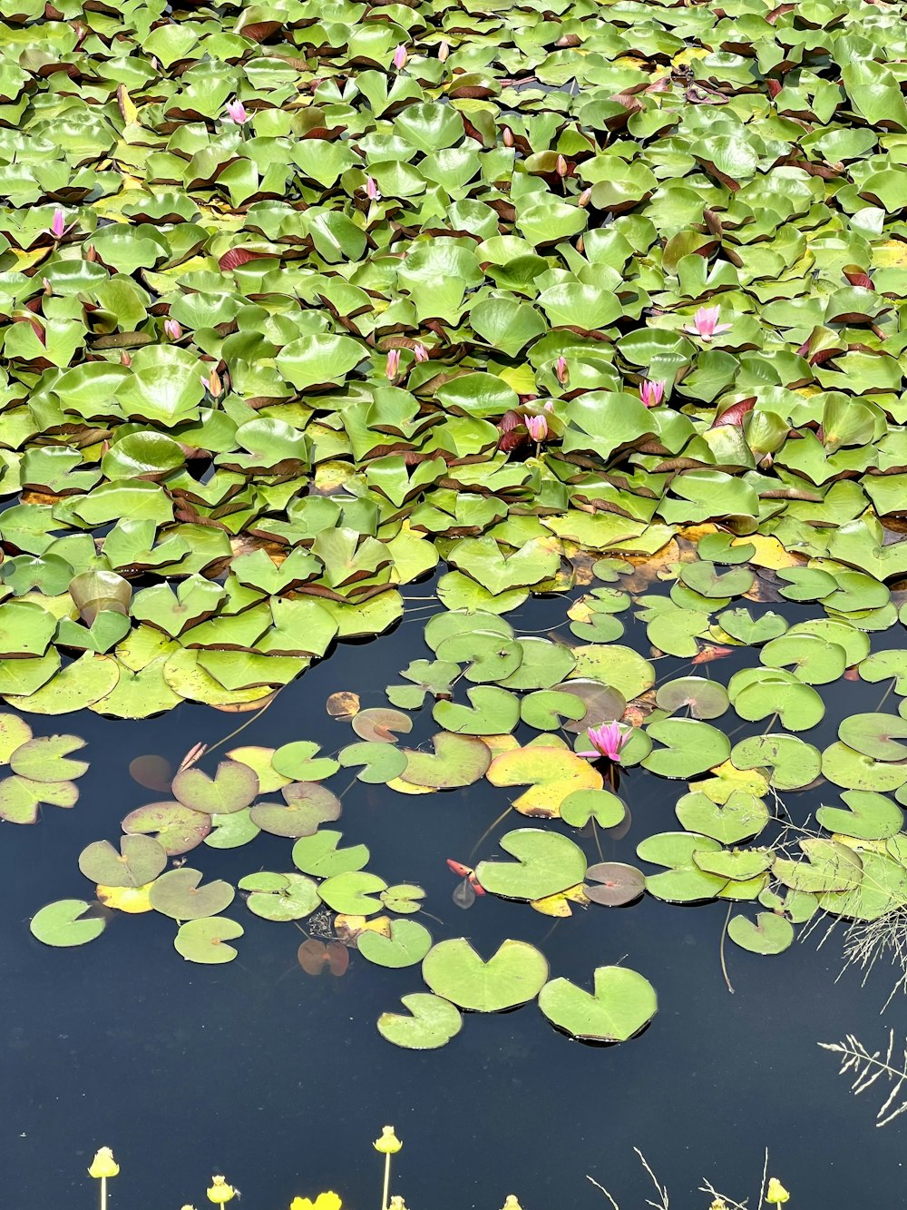 a pond filled with lots of water lilies