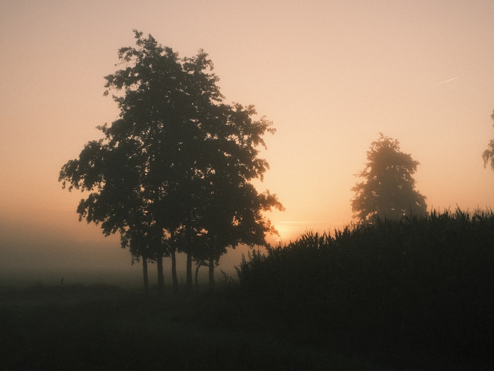 a couple of trees that are standing in the grass