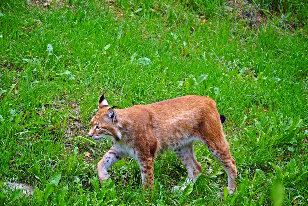 a young lynx walking through a grassy field