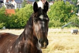 A dark-colored horse with a small white marking on its forehead stands in a sunlit field with a backdrop of greenery and a few buildings in the distance.