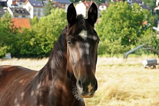 A dark-colored horse with a small white marking on its forehead stands in a sunlit field with a backdrop of greenery and a few buildings in the distance.