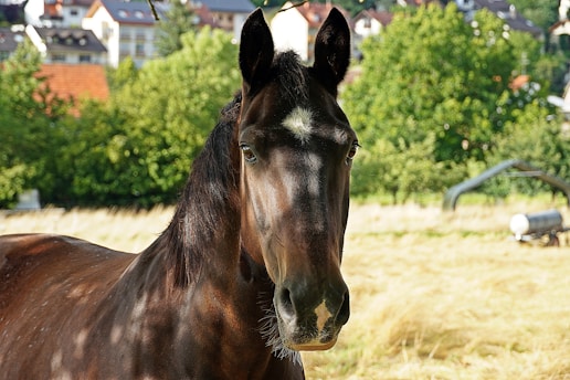 A dark-colored horse with a small white marking on its forehead stands in a sunlit field with a backdrop of greenery and a few buildings in the distance.