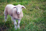 High-quality shot of a healthy Garut sheep standing proudly on a clean pasture.