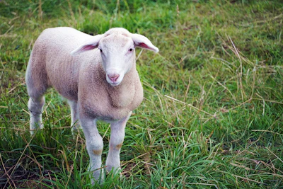 High-quality shot of a healthy Garut sheep standing proudly on a clean pasture.
