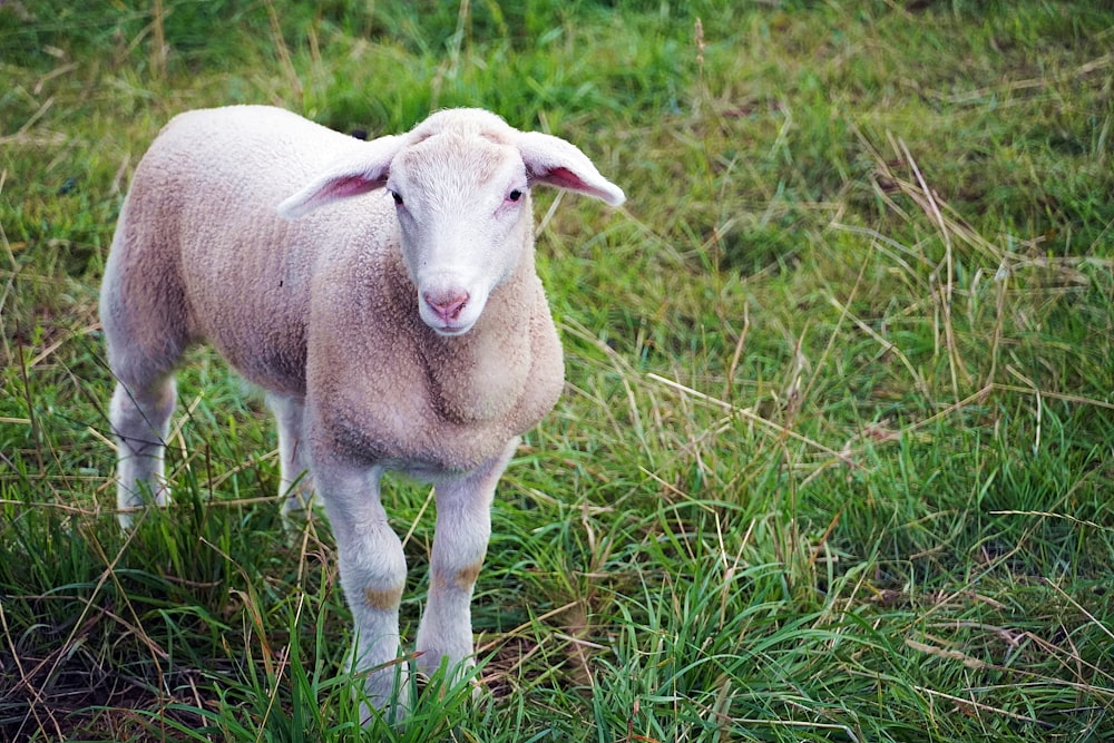 un petit mouton debout dans un champ herbeux