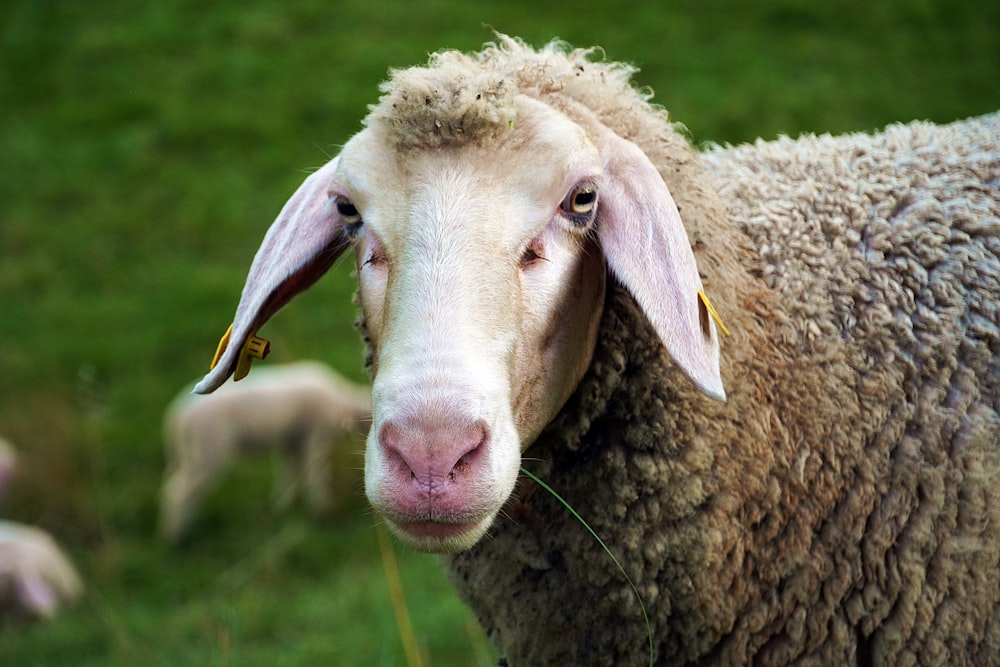 a close up of a sheep in a field of grass