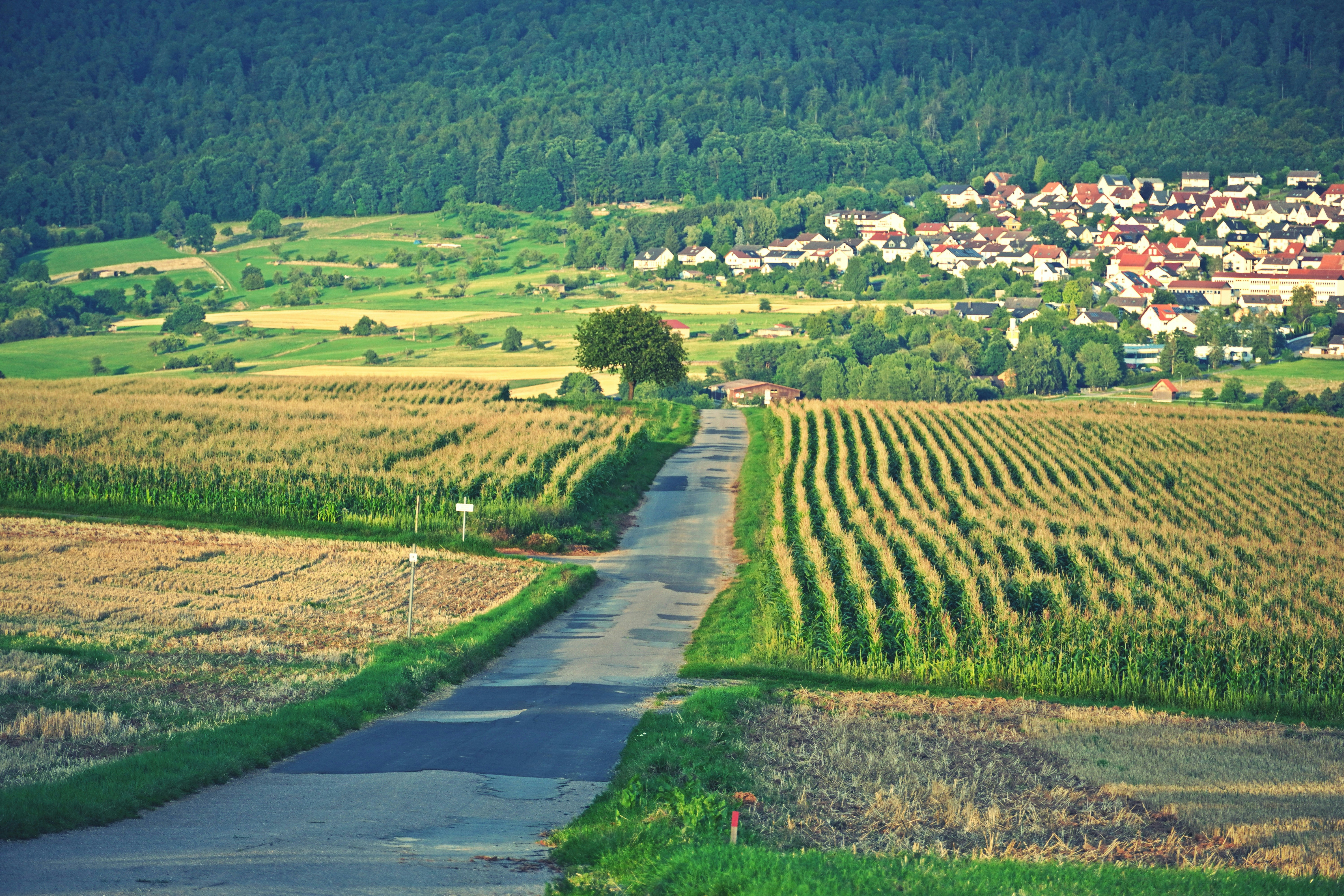 a small road going through a lush green countryside