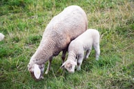 A sheep and a lamb are grazing in a lush green field. The adult sheep has a wooly coat, while the lamb appears younger and slightly smaller. The grass around them is vibrant and healthy, providing a peaceful and pastoral setting.