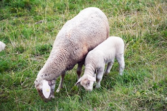 A sheep and a lamb are grazing in a lush green field. The adult sheep has a wooly coat, while the lamb appears younger and slightly smaller. The grass around them is vibrant and healthy, providing a peaceful and pastoral setting.