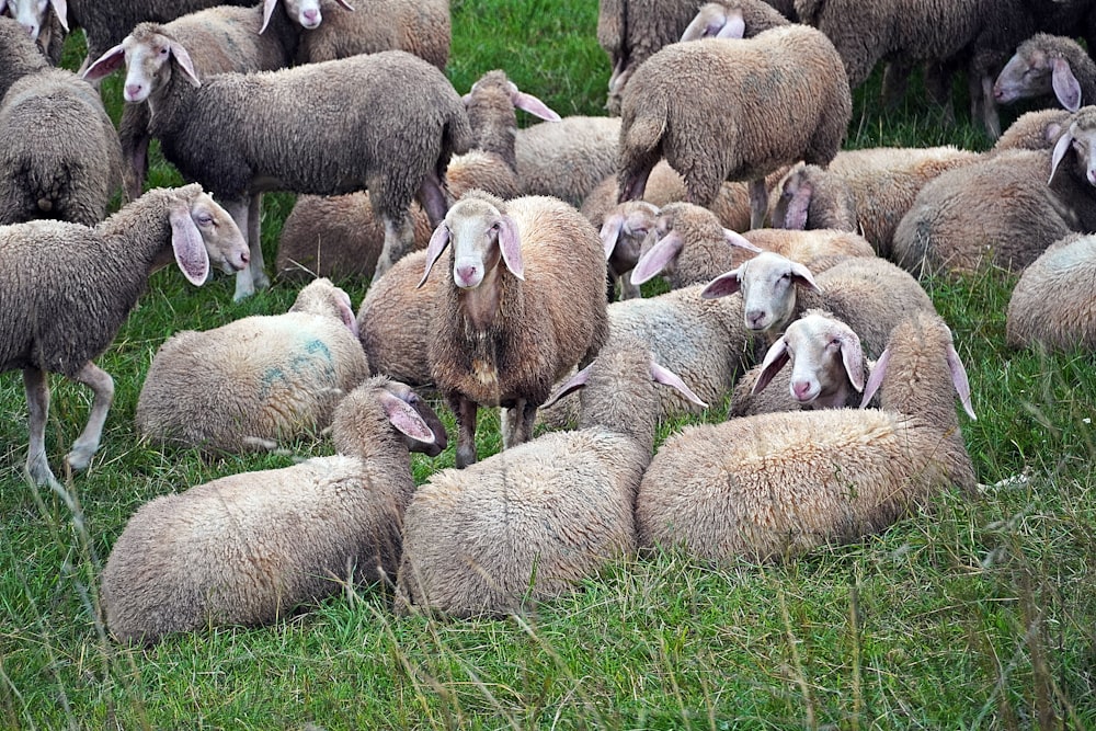 um rebanho de ovelhas em pé no topo de um campo verde exuberante