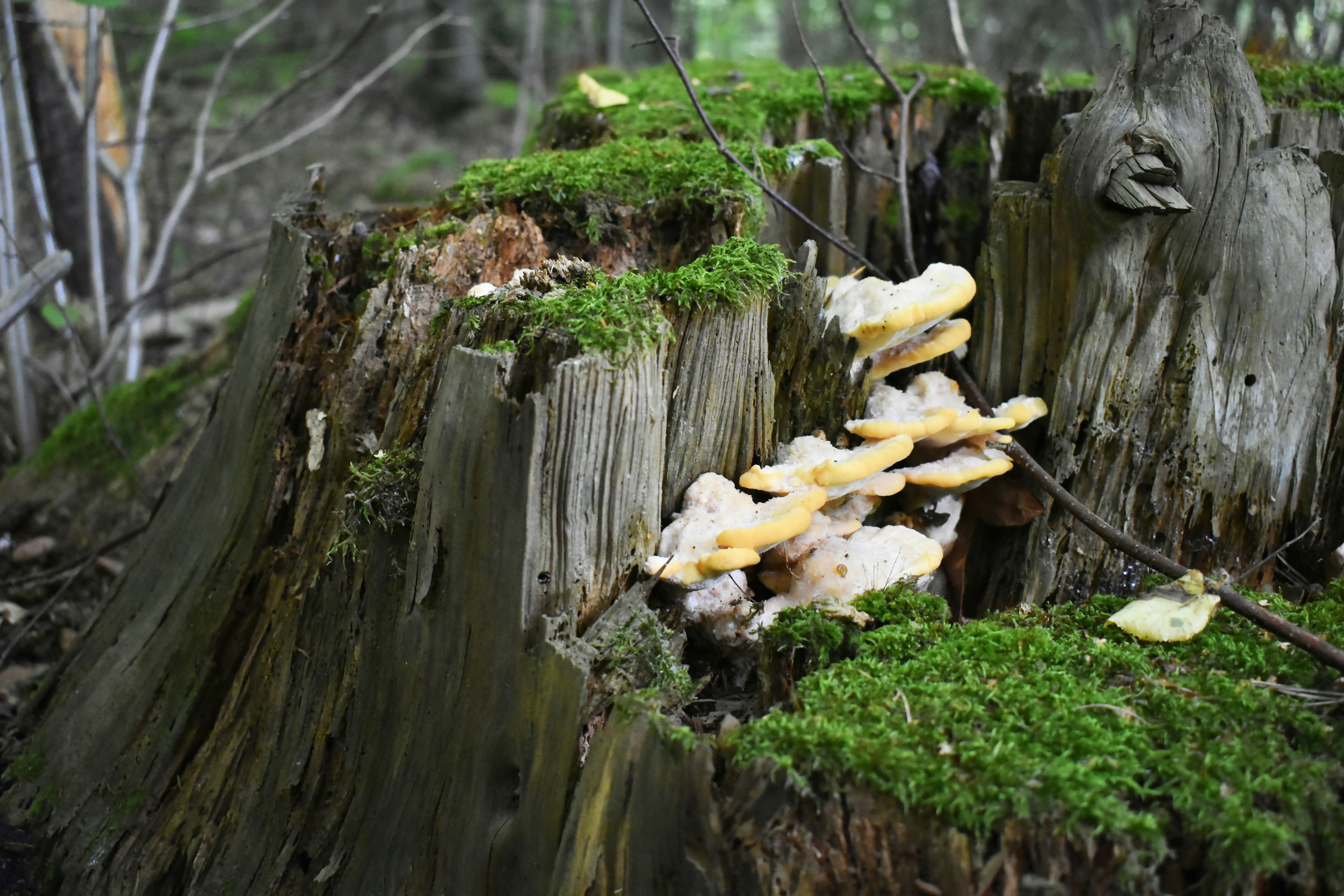 Photo by tatjanatapero