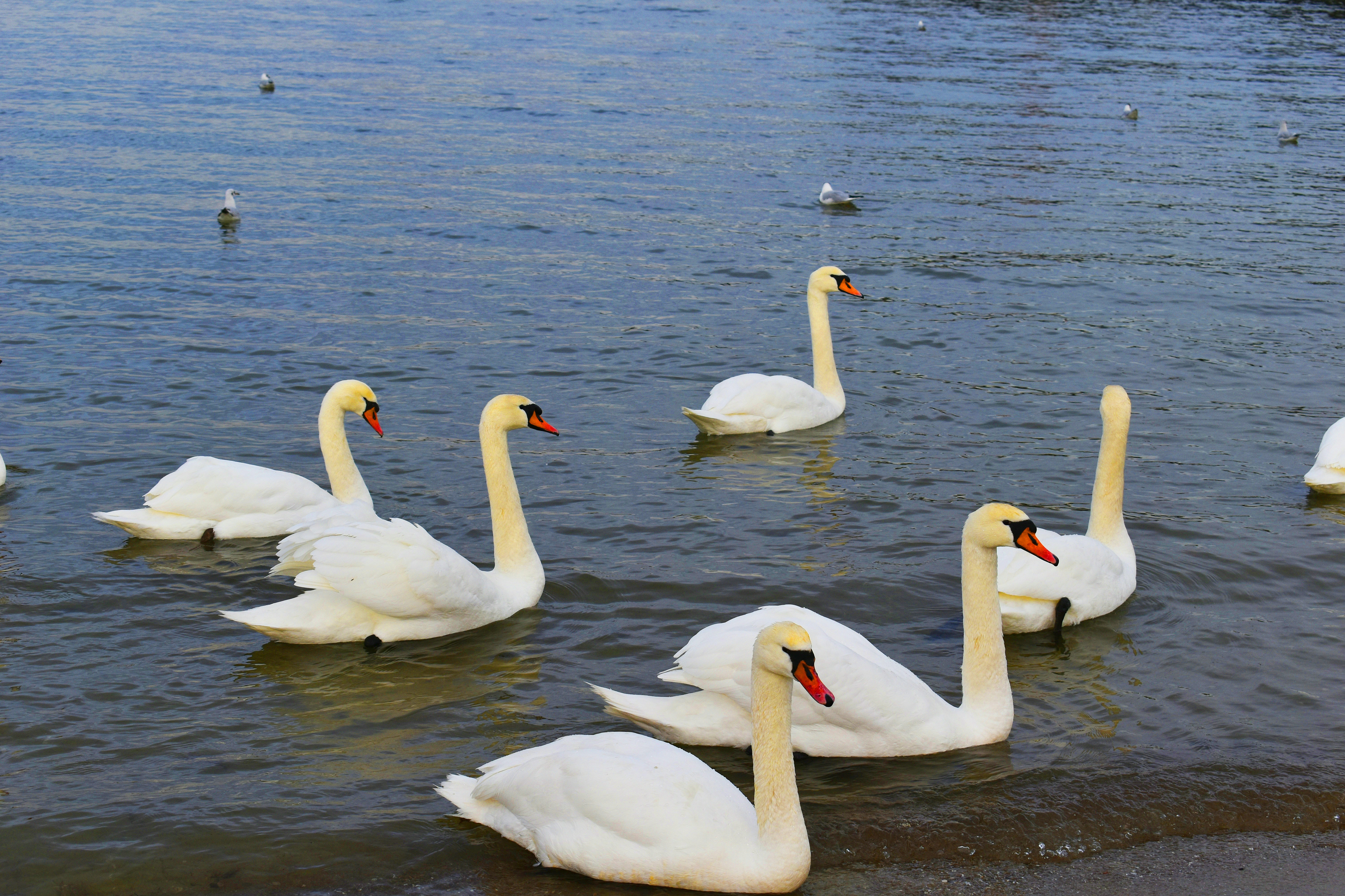 Photo by tatjanatapero