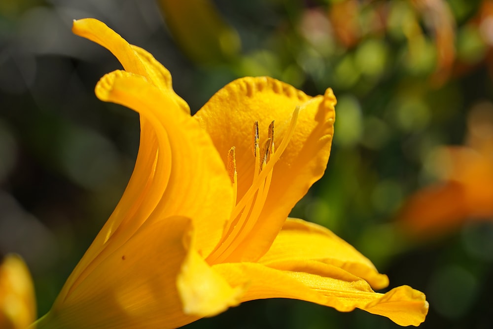 a close up of a yellow flower with a blurry background