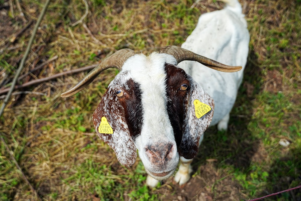 Una cabra marrón y blanca de pie en la parte superior de un campo cubierto de hierba