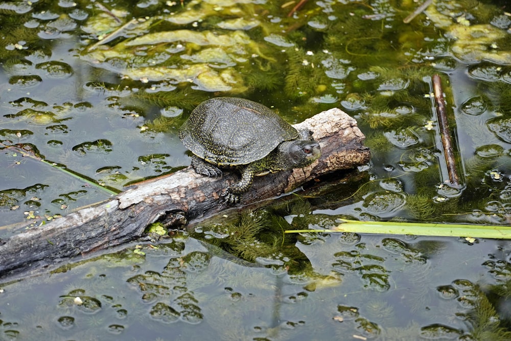 a turtle is sitting on a log in the water