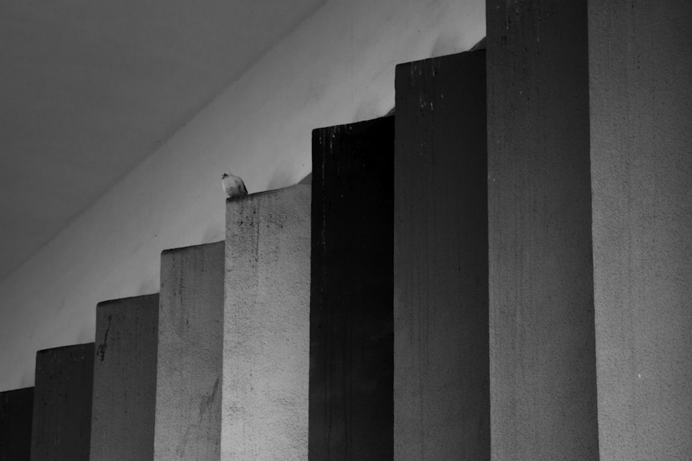 a black and white photo of a bird on a wall