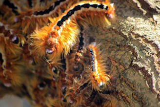 a close up of a caterpillar on a tree