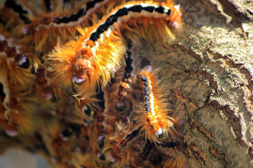 a close up of a caterpillar on a tree