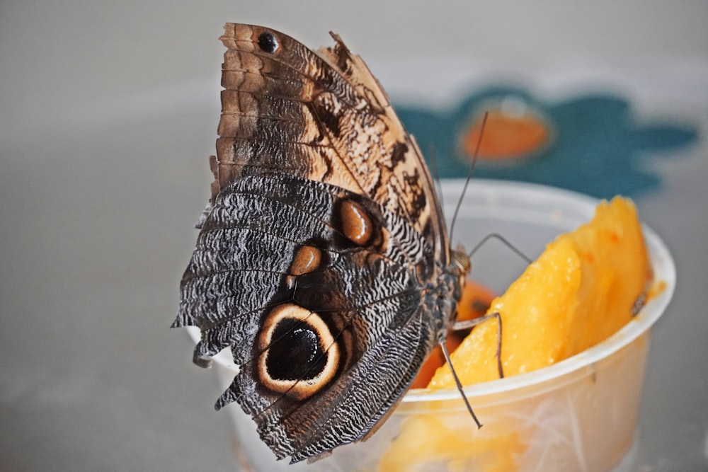 a close up of a butterfly on a bowl of fruit
