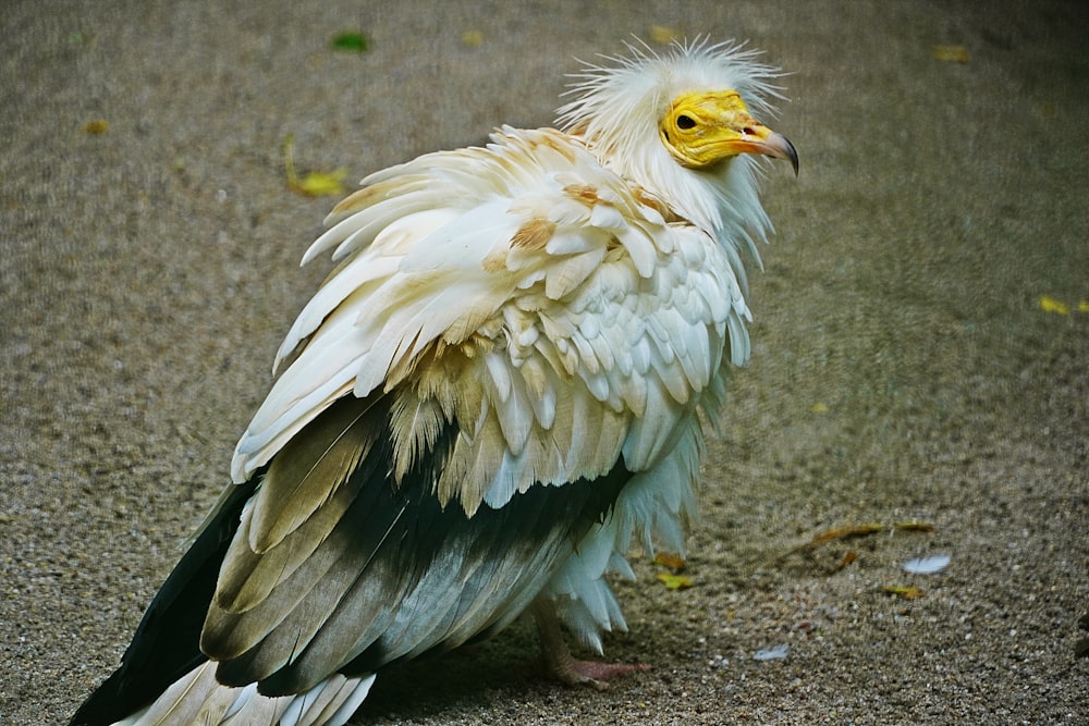 a white and black bird with a yellow beak