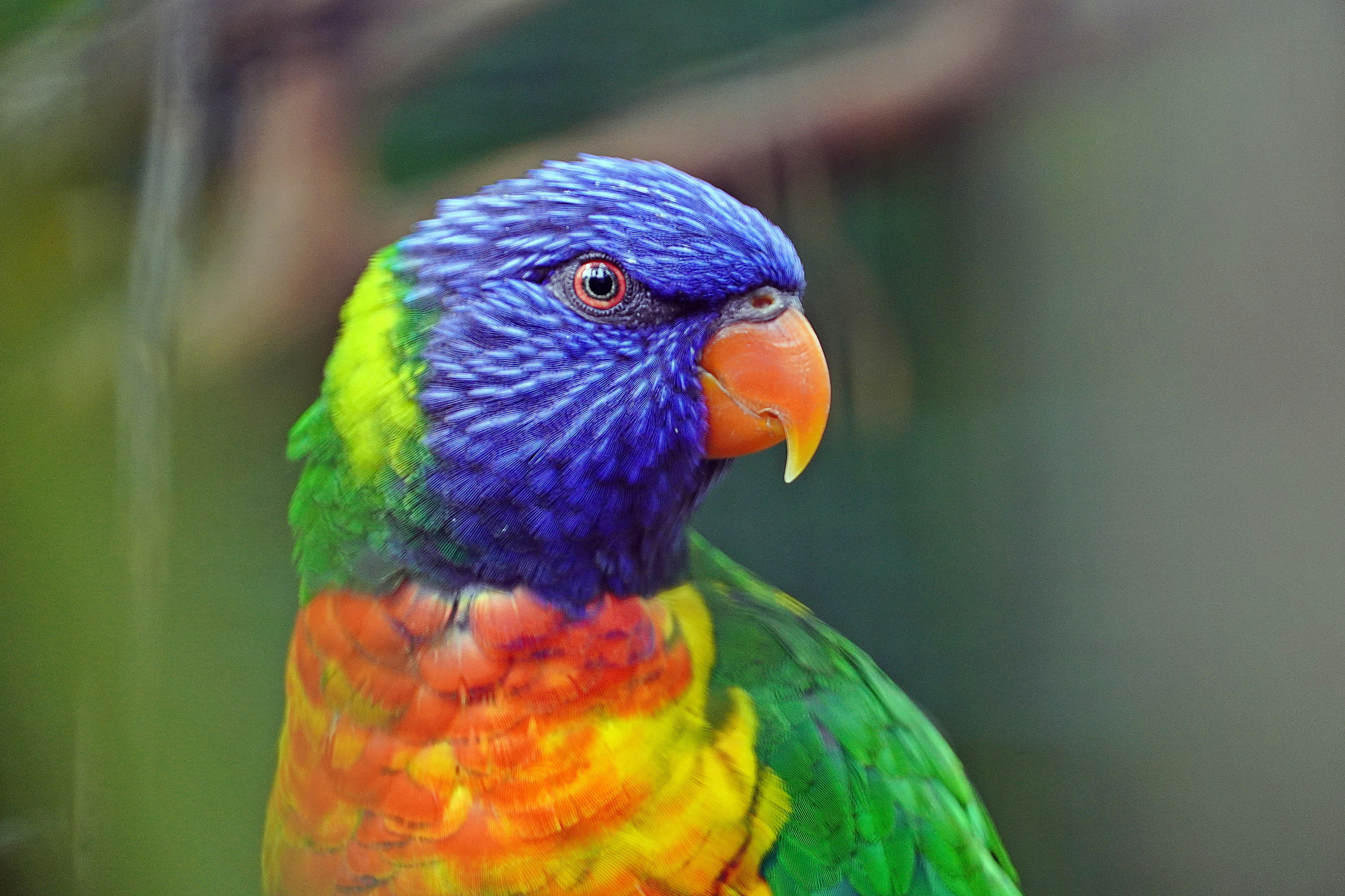 Colorful Parrot