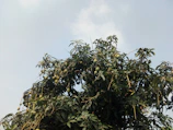 Farmers harvesting ripe mangoes under a clear blue sky.