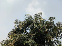Rows of healthy mango and litchi trees basking under a clear blue sky.