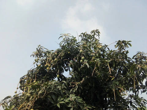 Farmers harvesting ripe mangoes under a clear blue sky.