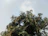 A smiling mango farmer standing proudly beside his healthy, fruit-laden mango tree.