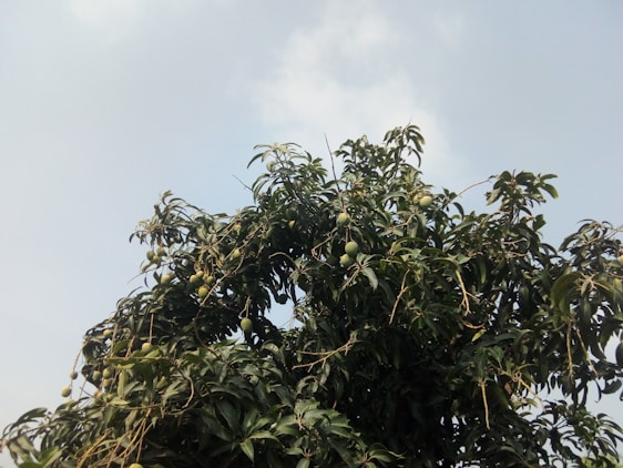 A vibrant mango tree with ripe fruit standing tall against a clear blue sky, symbolizing growth and freshness.