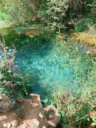 A refreshing cold plunge tub filled with clear water, surrounded by greenery.