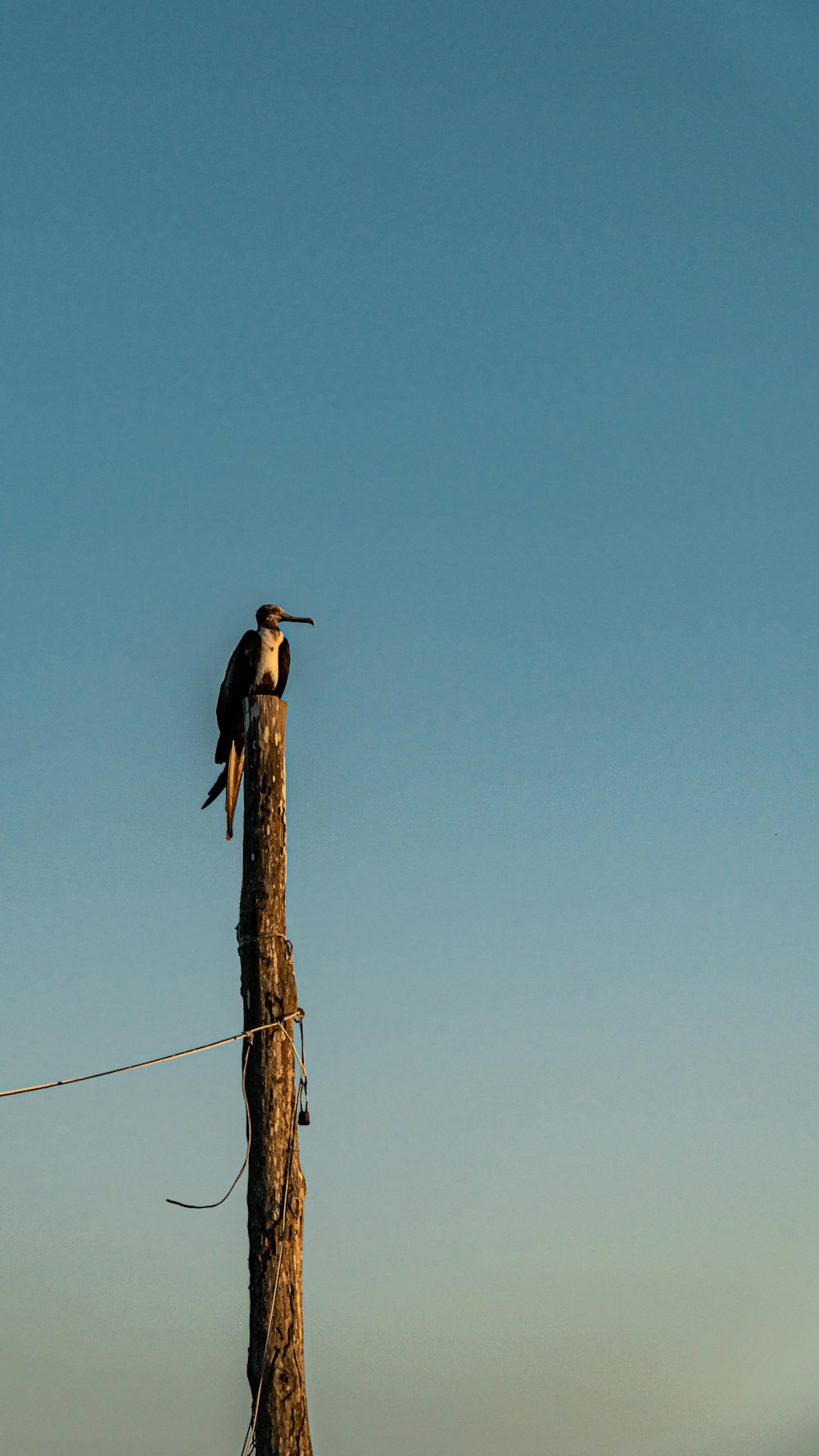 a bird sitting on top of a wooden pole