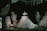 A display of elegant, intricately designed gowns on mannequins, featuring a central dress with a voluminous skirt. The scene includes fashion sketches, fabric swatches, and thread spools, all set against a dark backdrop that highlights the shimmering details of the dresses.