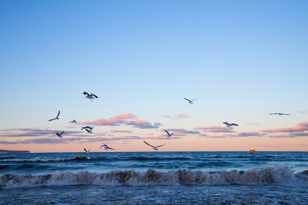 a flock of birds flying over the ocean