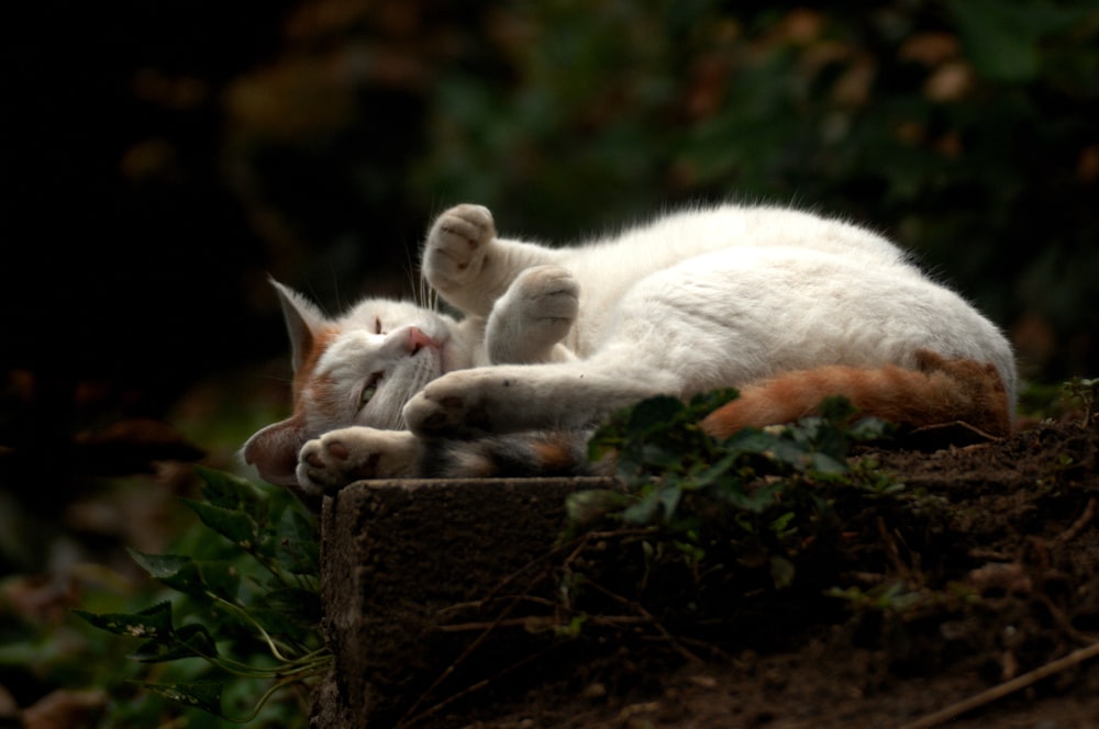 an orange and white cat laying on top of a rock