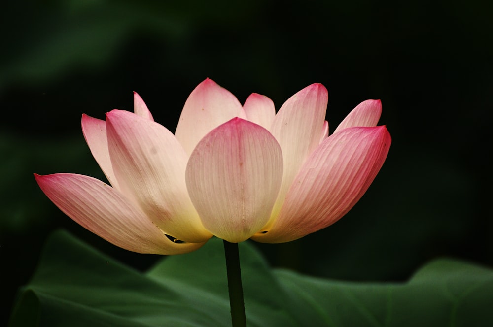 a pink and yellow flower sitting on top of a green leaf