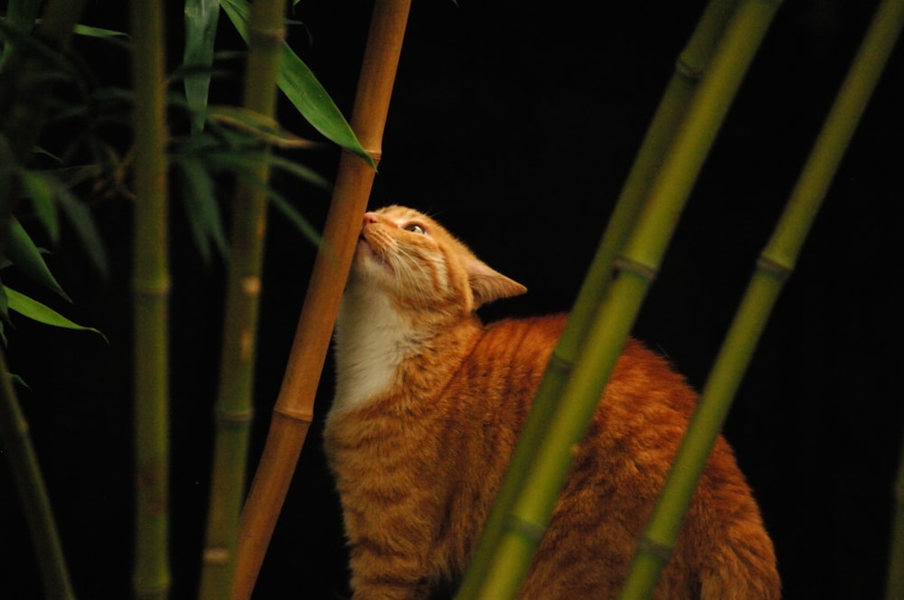 a cat looking up at a bamboo tree