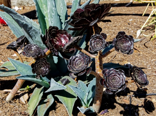 Multiple succulent plants with thick, dark purple, rosette-shaped leaves are growing in a garden bed with a base of dry soil. The foreground highlights aeonium plants, while large agave leaves of a bluish-green color are noticeable in the background.