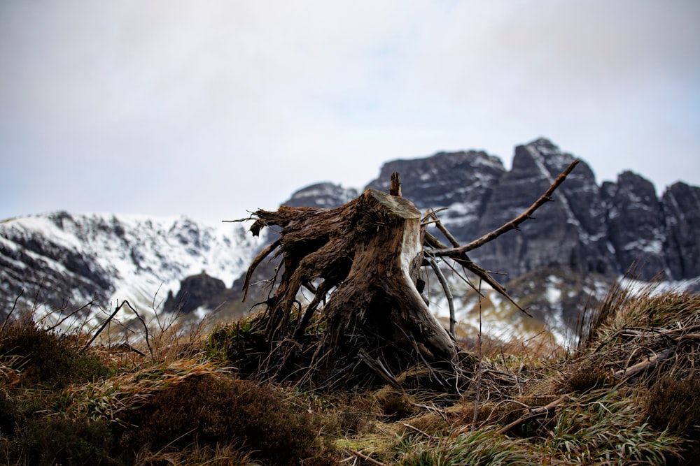 a tree stump in the middle of a field with mountains in the background