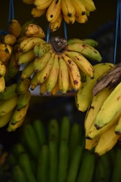Several bunches of bananas, varying from green to ripe yellow, hang from blue ropes against a dark background. The bananas have some natural brown spots and marks characteristic of ripening.