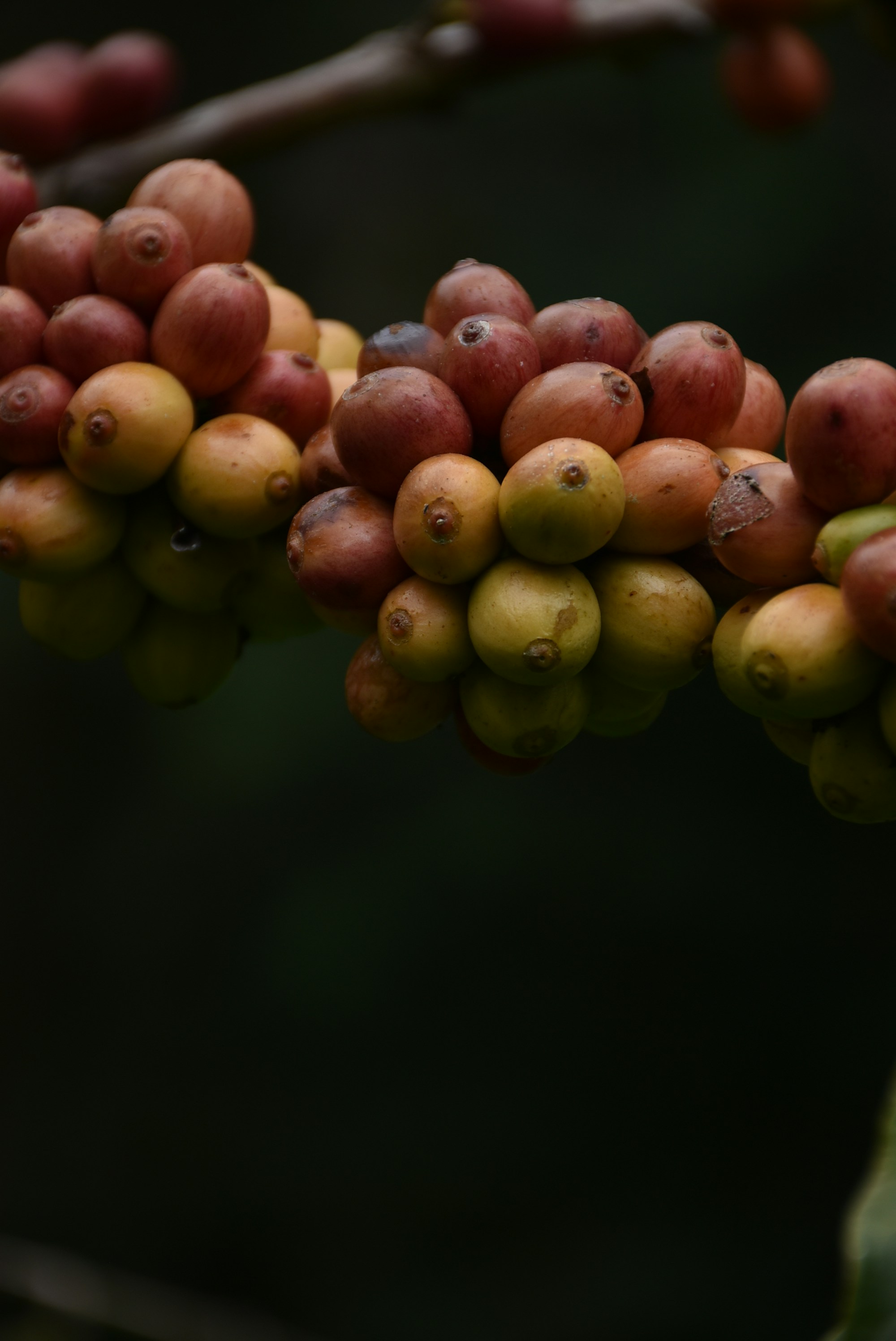 Bali Single Origin Coffee Beans