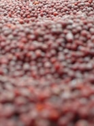 Close-up of fresh annatto seeds being carefully inspected by a quality control expert.
