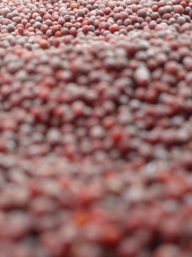Close-up of fresh annatto seeds being carefully inspected by a quality control expert.